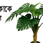 উদ্ভিদ বলতে কী বোঝায়
