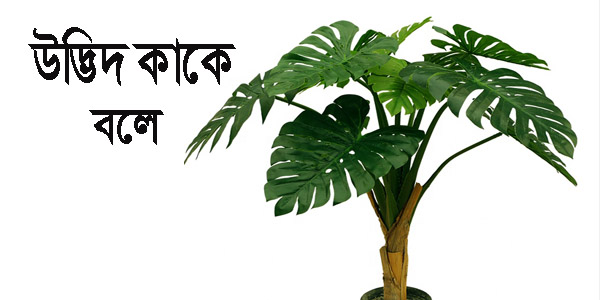 উদ্ভিদ বলতে কী বোঝায়