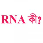 RNA কাকে বলে