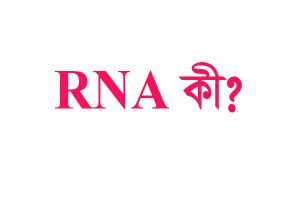 Read more about the article RNA কী | RNA কাকে বলে?