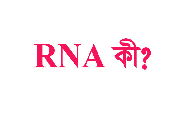 You are currently viewing RNA কী | RNA কাকে বলে?