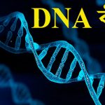 DNA কাকে বলে