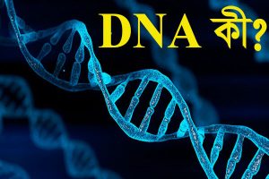 Read more about the article DNA কী | DNA কাকে বলে ?